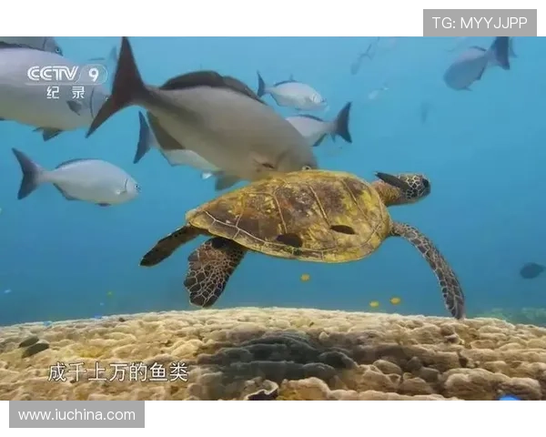 海洋之神国际版如何提升战斗力实用技巧与海底资源合理利用策略推荐